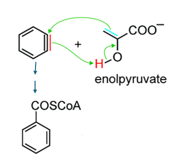 benzyne pathway